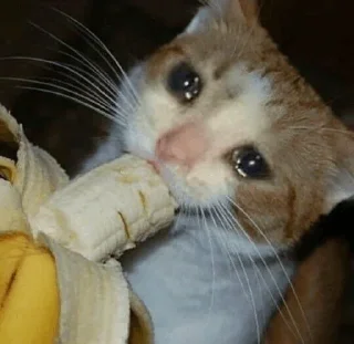 😭 emoji Sad Cat | @HoGif Telegram sticker 10 of 99
