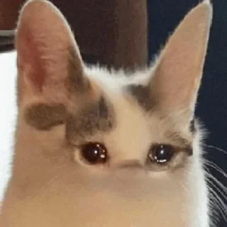 😭 emoji Sad Cat | @HoGif Telegram sticker 18 of 99