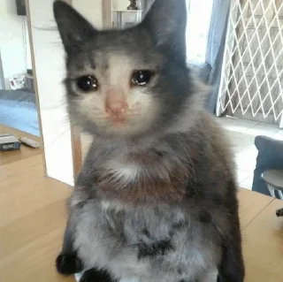 😭 emoji Sad Cat | @HoGif Telegram sticker 19 of 99