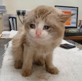😭 emoji Sad Cat | @HoGif Telegram sticker 24 of 99