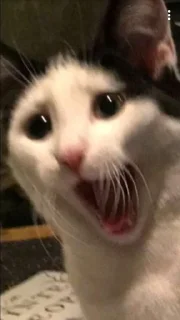 😢 emoji Sad cat @sticker_memes Telegram sticker 5 of 26