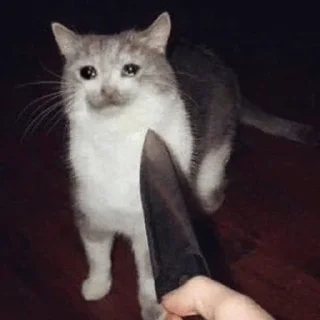 😢 emoji Sad cat @sticker_memes Telegram sticker 23 of 26