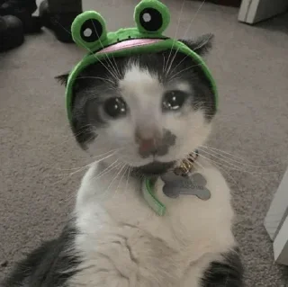 😭 emoji Sad Cat | @HoGif Telegram sticker 11 of 99