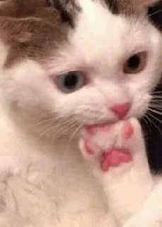 😢 emoji Sad cat @sticker_memes Telegram sticker 12 of 26