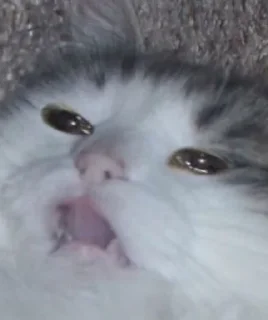 Sticker from Sad cat @sticker_memes
