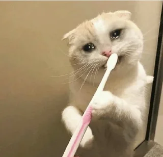 😭 emoji Sad Cat | @HoGif Telegram sticker 20 of 99