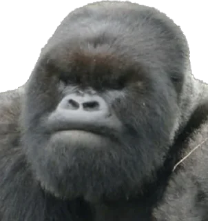 Sticker from Dian Fossey gorillas