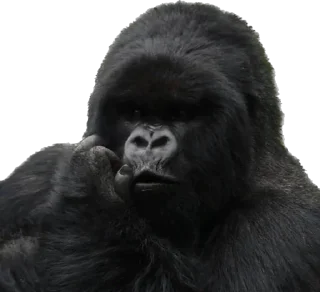 Sticker from Dian Fossey gorillas
