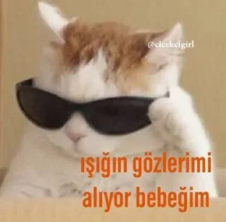 😎 emoji ⚜️Yiğit Özr ⚜️ Telegram sticker 18 of 25