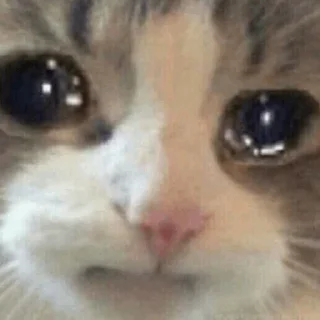 ❄️ emoji Cat Crying @ToxicPrincesses Telegram sticker 15 of 60