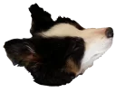 🐶 emoji mems Telegram sticker 21 of 102