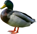 🐤 emoji mems Telegram sticker 24 of 102