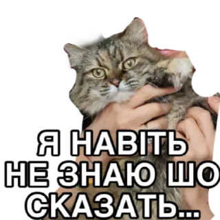 🐈‍⬛ emoji Пані Монро Telegram sticker 17 of 72