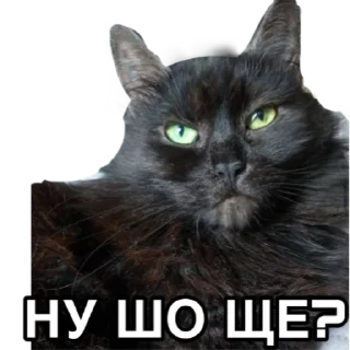 🤨 emoji Пані Монро Telegram sticker 15 of 72