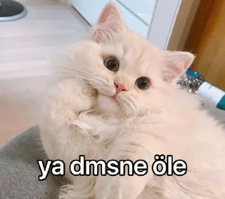 🌟 emoji @yalnzseher @AsenaUserBot Paketi 1 Telegram sticker 19 of 52