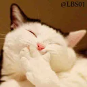 😁 emoji Cats🐾 Telegram sticker 17 of 120