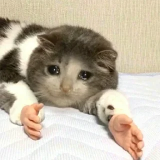 😭 emoji Crying Cat Deluxe Evolution Telegram sticker 13 of 120
