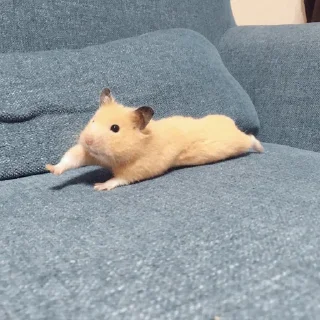 🐹 emoji Hamster. Telegram sticker 12 of 28