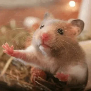 🐹 emoji Hamster. Telegram sticker 24 of 28