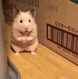 🐹 emoji Hamster. Telegram sticker 20 of 28