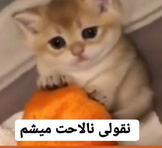 🍊 emoji Ali’s MeowStickers Telegram sticker 18 of 119