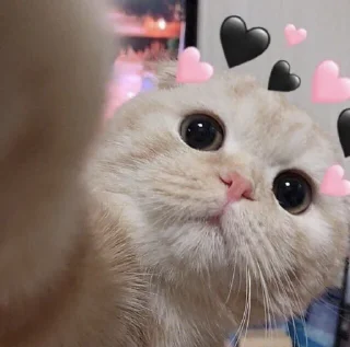 😍 emoji Ali’s MeowStickers Telegram sticker 20 of 119
