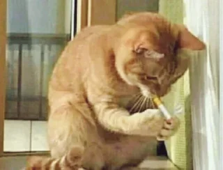 🚬 emoji Ali’s MeowStickers Telegram sticker 21 of 119