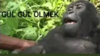 🥴 emoji @Bir_Beyfendi @AsenaUserBot Paketi 2 Telegram sticker 20 of 32