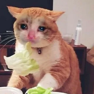 💿 emoji `` Godlike Cats `` Telegram sticker 8 of 25