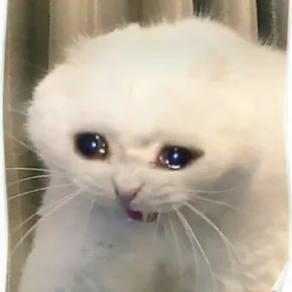 Sticker from `` Godlike Cats ``