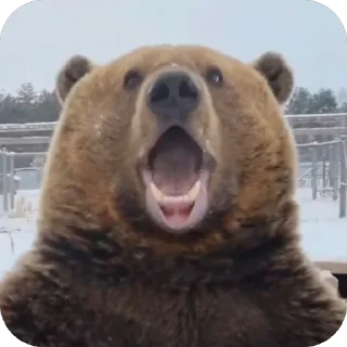 Sticker from Silly silly bears