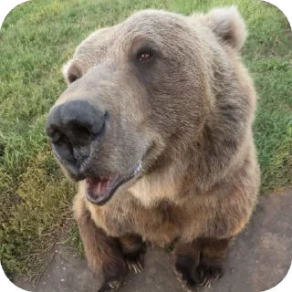 Sticker from Silly silly bears