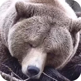 Sticker from Silly silly bears