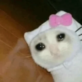 ❄️ emoji Cat Crying @ToxicPrincesses Telegram sticker 13 of 60