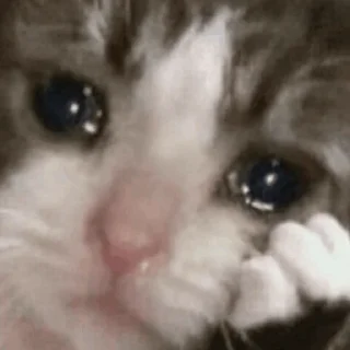 ❄️ emoji Cat Crying @ToxicPrincesses Telegram sticker 16 of 60