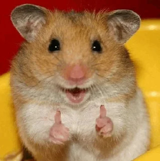 🐹 emoji Hamster. Telegram sticker 8 of 28