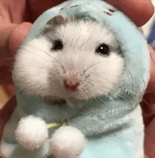 🐹 emoji Hamster. Telegram sticker 21 of 28