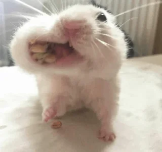 🐹 emoji Hamster. Telegram sticker 19 of 28