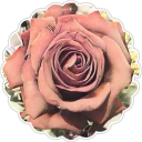 🌸 emoji 🕉دنياى مديتيشن🕉 Telegram sticker 22 of 120