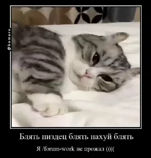 Sticker from Lounge | Ветка креативов