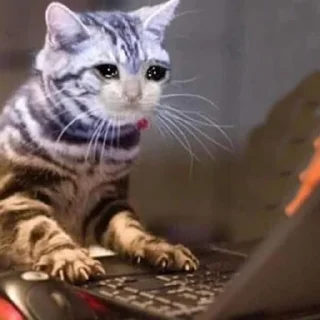 😭 emoji Crying Cat Deluxe Evolution Telegram sticker 24 of 120