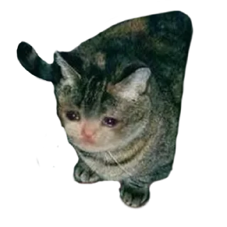 Sticker from Crying Cat Deluxe 無限MUGEN