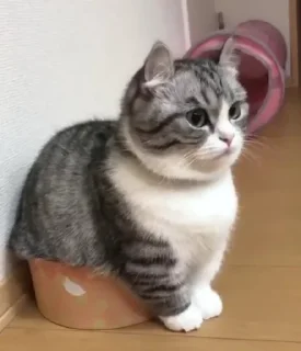 Sticker from Cato di Keres 🌧