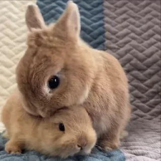 🐰 emoji ☾︎⋆  𝘭𝘪𝘵𝘵𝘭𝘦 𝘣𝘶𝘯𝘯𝘺 ᎓‌ @saloviyapack Telegram sticker 5 of 50