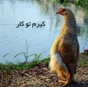😑 emoji Angry Chicken @Amirreza_nk Telegram sticker 8 of 97