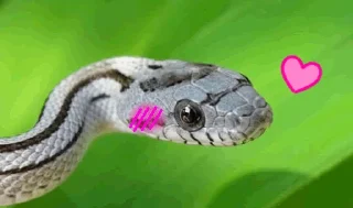 Sticker from Sneks