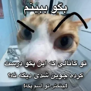 Sticker from نمیدانم.
@weeklyshitposting