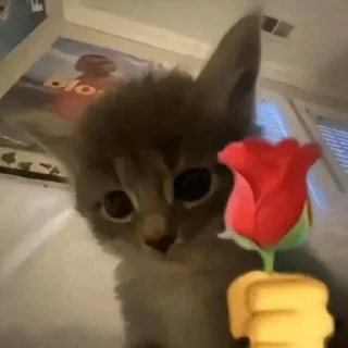 ❤ emoji @MemePack4K عضو اینجا نشو Telegram sticker 9 of 54