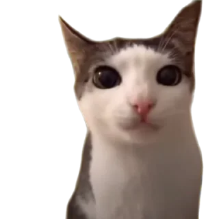 😀 emoji Котики от SCh Telegram sticker 9 of 54