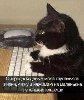 🧐 emoji Котики от SCh Telegram sticker 18 of 54